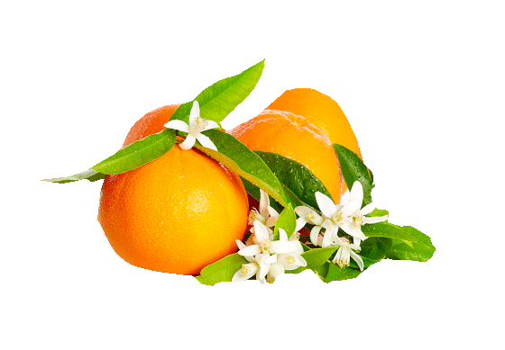 EXTRA HEALING Argan & Shea Lip Balm - Orange Blossom